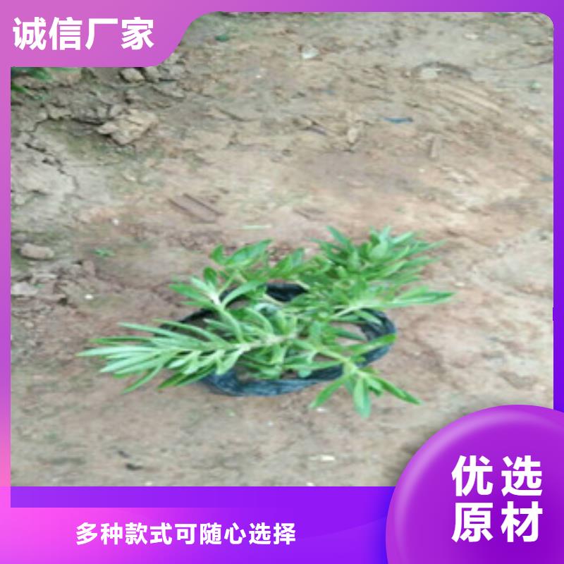 时令草花宿根花卉基地定制零售批发