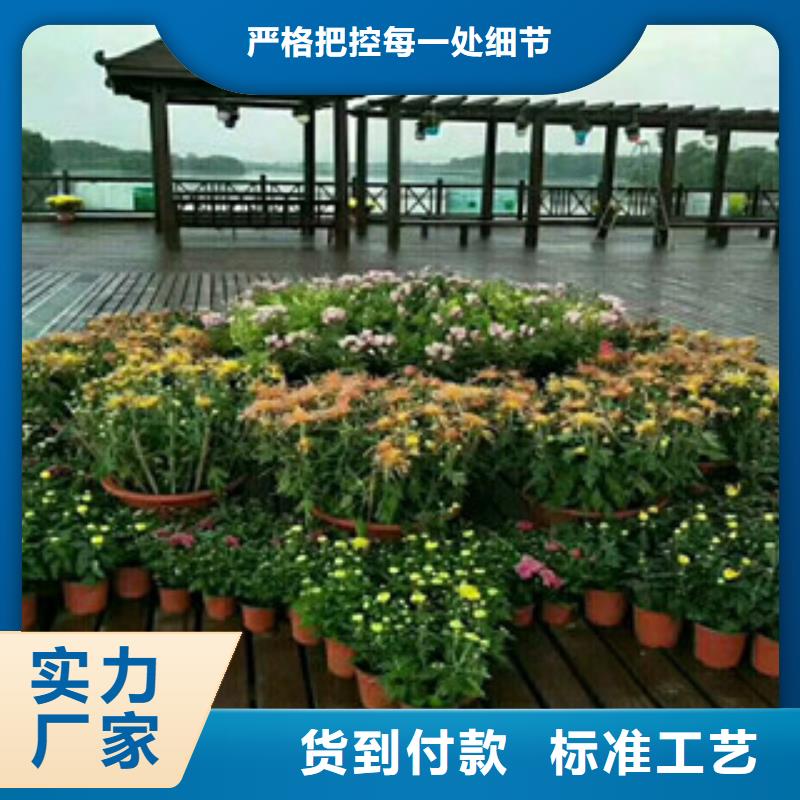 耐寒耐旱草花基地视频-辽宁省鞍山市|立山|铁东|沈阳|朝阳|大连|盘锦|葫芦岛|营口|铁岭耐寒耐旱草花基地-绿九州