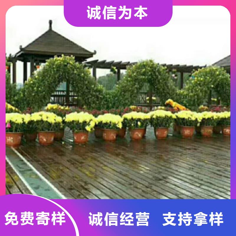 时令草花_五一国庆草花批发一手货源