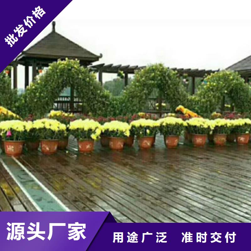 时令草花观赏草/蒲苇狼尾草质量上乘