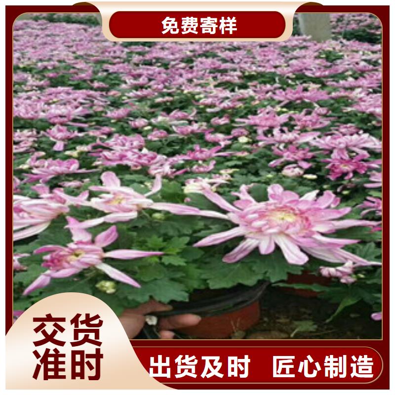 时令草花,水生植物/荷花睡莲好产品价格低