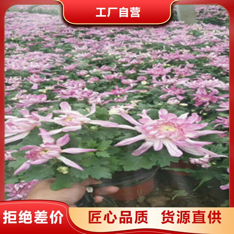 时令草花宿根花卉基地好产品好服务