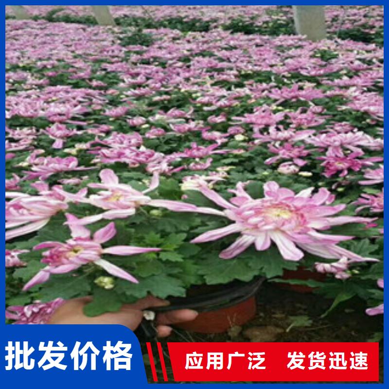 时令草花-花海景观工程符合标准