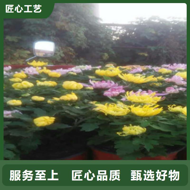 时令草花宿根花卉基地好产品好服务