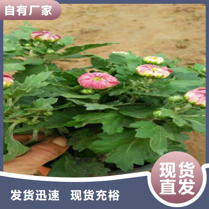 时令草花水生植物/荷花睡莲源头厂家量大价优