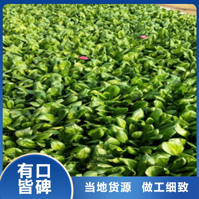 耐寒耐旱草花基地视频-耐寒耐旱草花基地|甘肃省嘉峪关市|甘南|兰州|武威|张掖