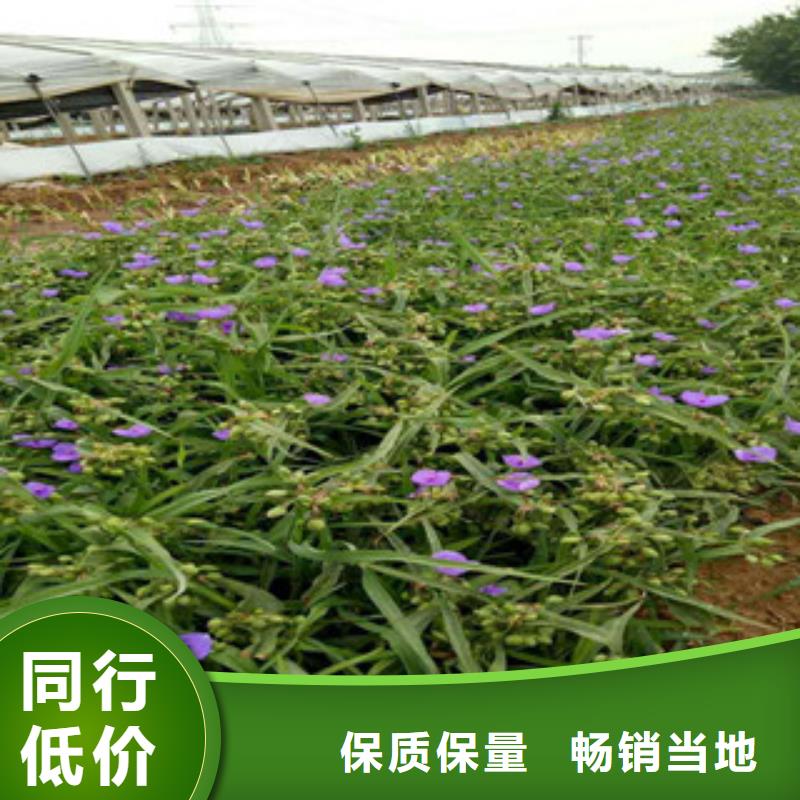 时令草花,水生植物/荷花睡莲好产品价格低