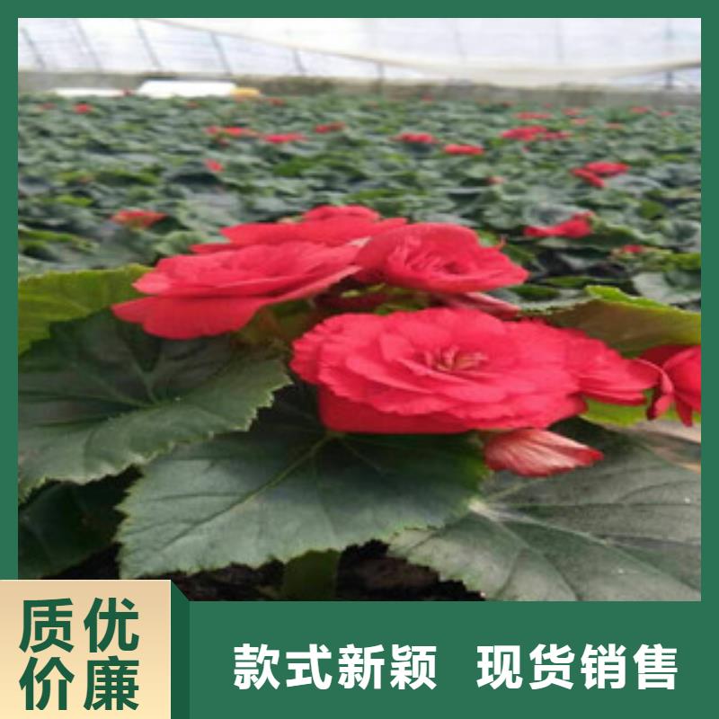 时令草花宿根花卉基地支持定制加工