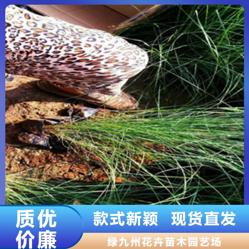 耐寒耐旱草花基地视频-耐寒耐旱草花基地|甘肃省嘉峪关市|甘南|兰州|武威|张掖
