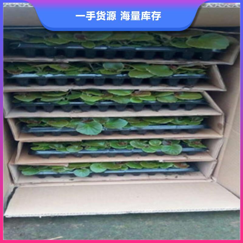 时令草花,水生植物/荷花睡莲好产品价格低