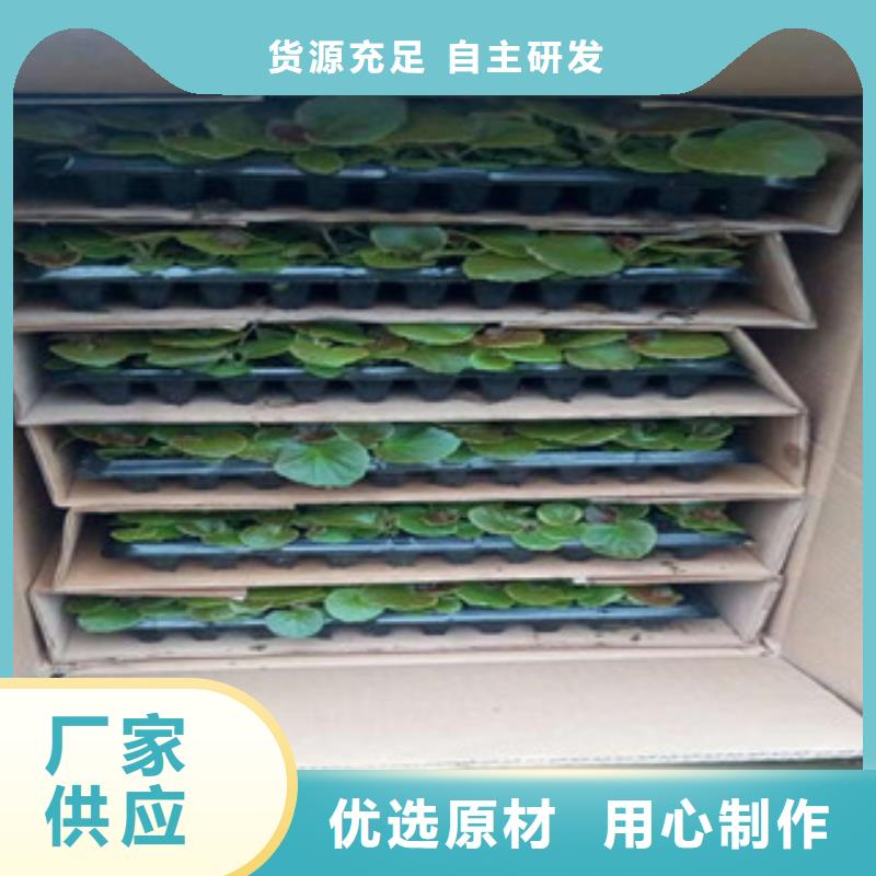 时令草花宿根花卉基地为品质而生产