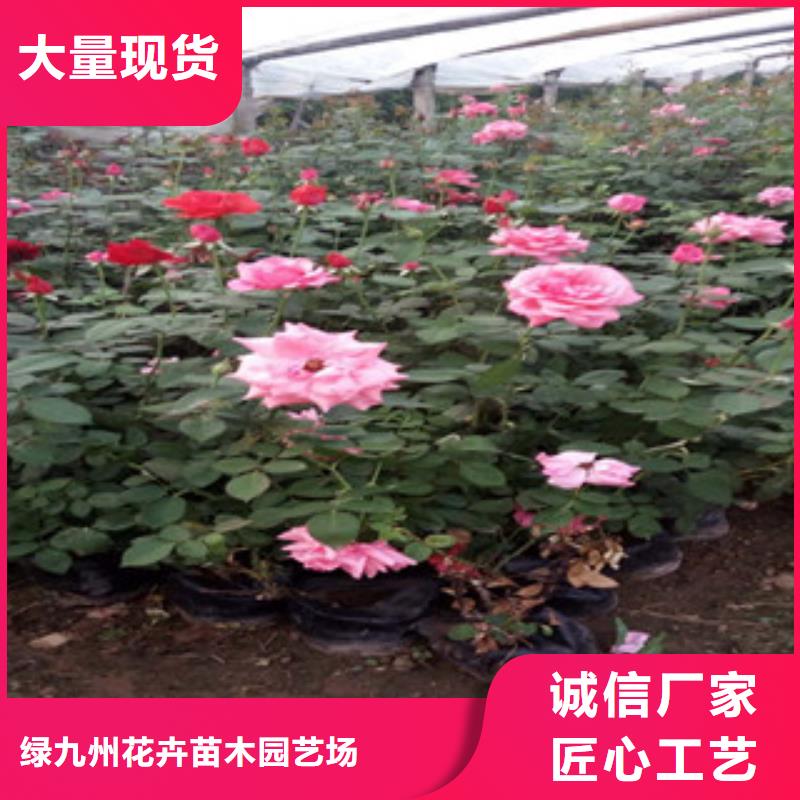 耐寒耐旱草花基地视频-辽宁省鞍山市|立山|铁东|沈阳|朝阳|大连|盘锦|葫芦岛|营口|铁岭耐寒耐旱草花基地-绿九州