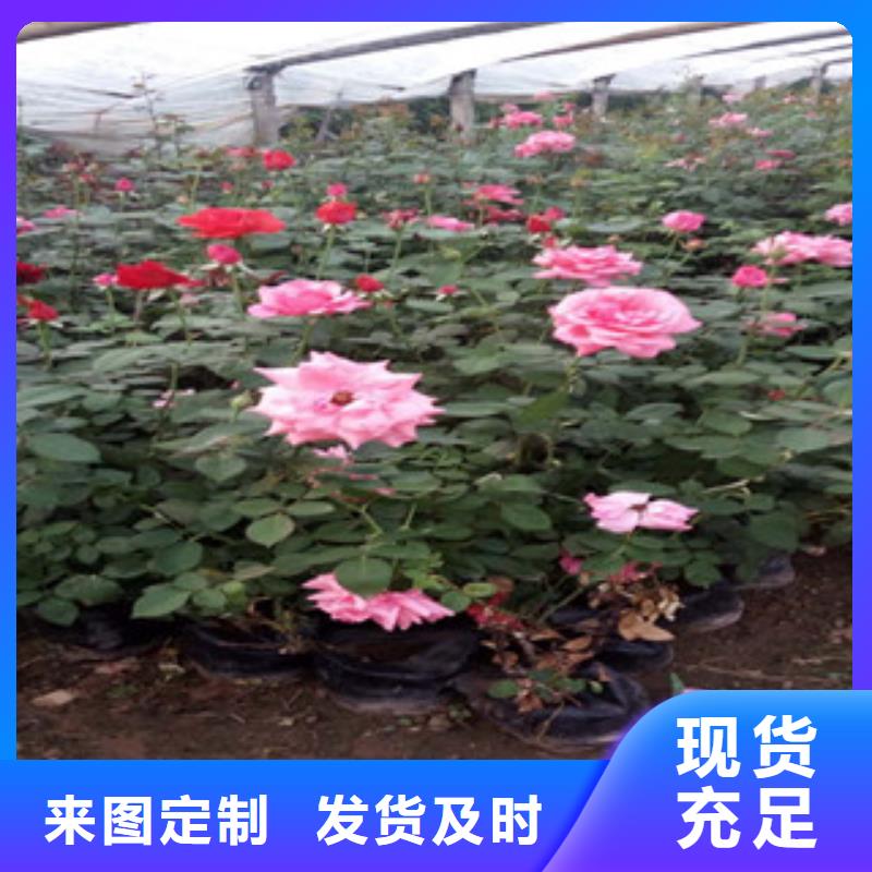 时令草花宿根花卉基地支持定制加工