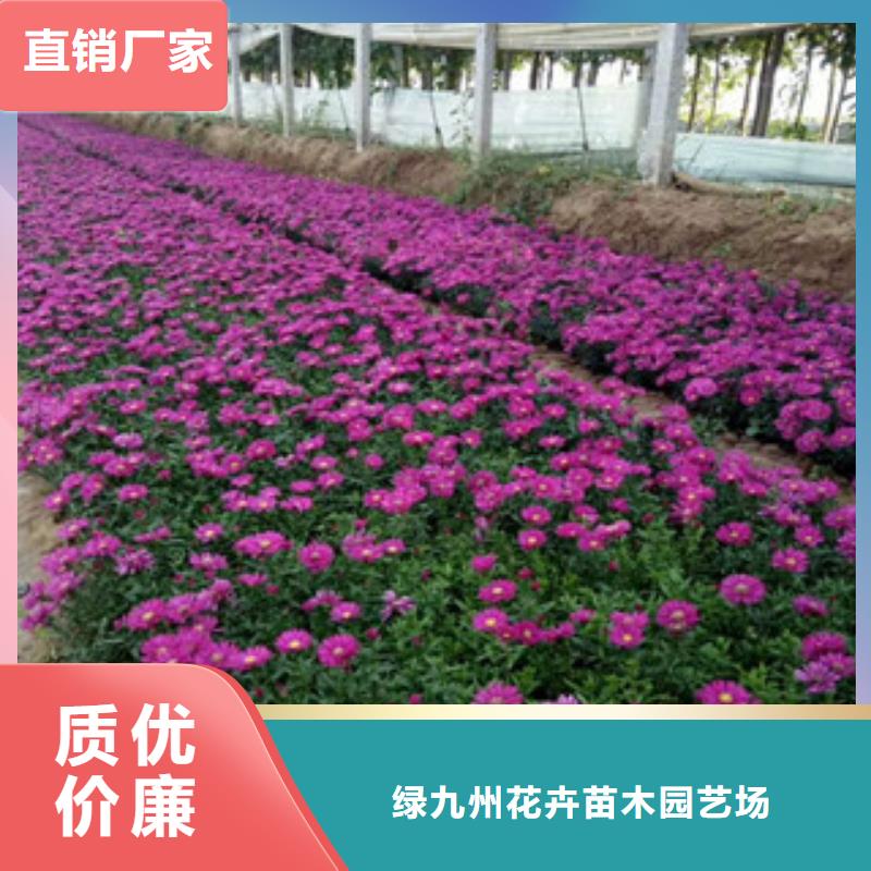 时令草花-花海景观工程符合标准