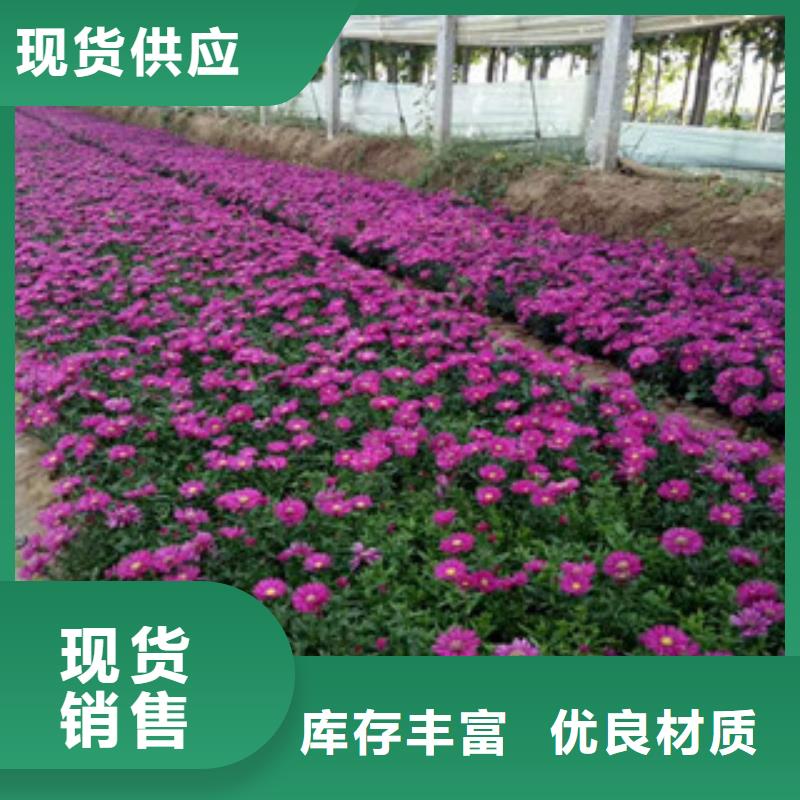 时令草花水生植物/荷花睡莲源头厂家量大价优