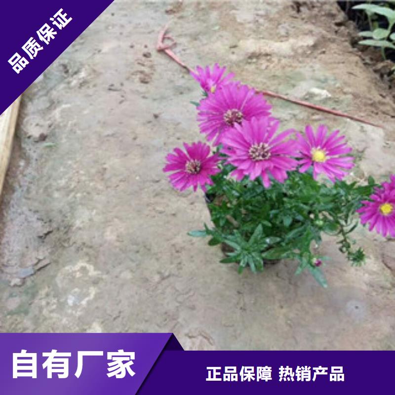 时令草花花海景观工程价格公道合理