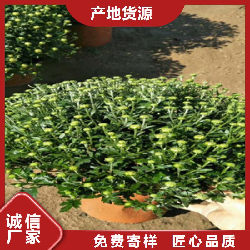 时令草花花海景观工程价格公道合理