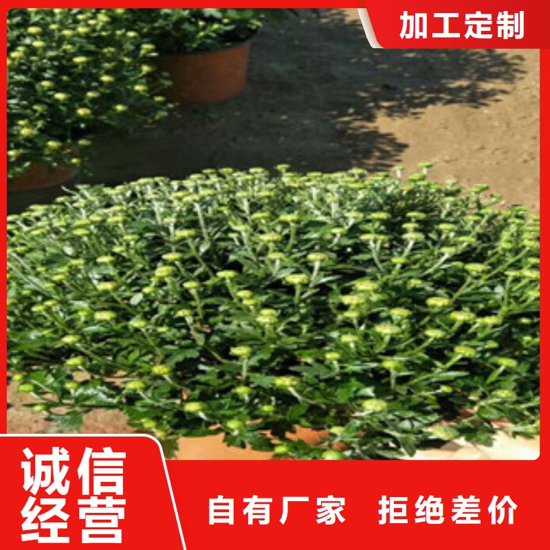 耐寒耐旱草花基地视频-耐寒耐旱草花基地|辽阳市|宏伟|文圣|营口|鞍山|锦州|阜新