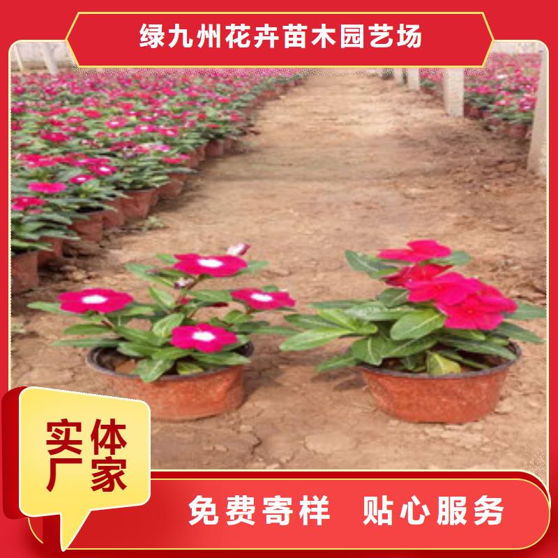 时令草花-花海景观工程追求细节品质