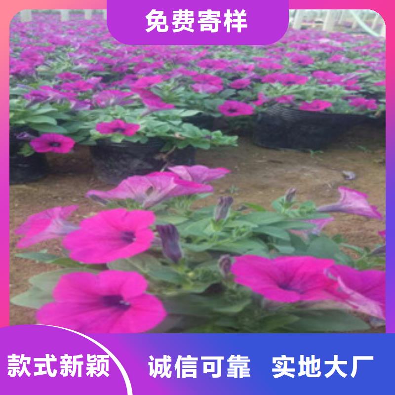 时令草花花海景观工程实力雄厚品质保障