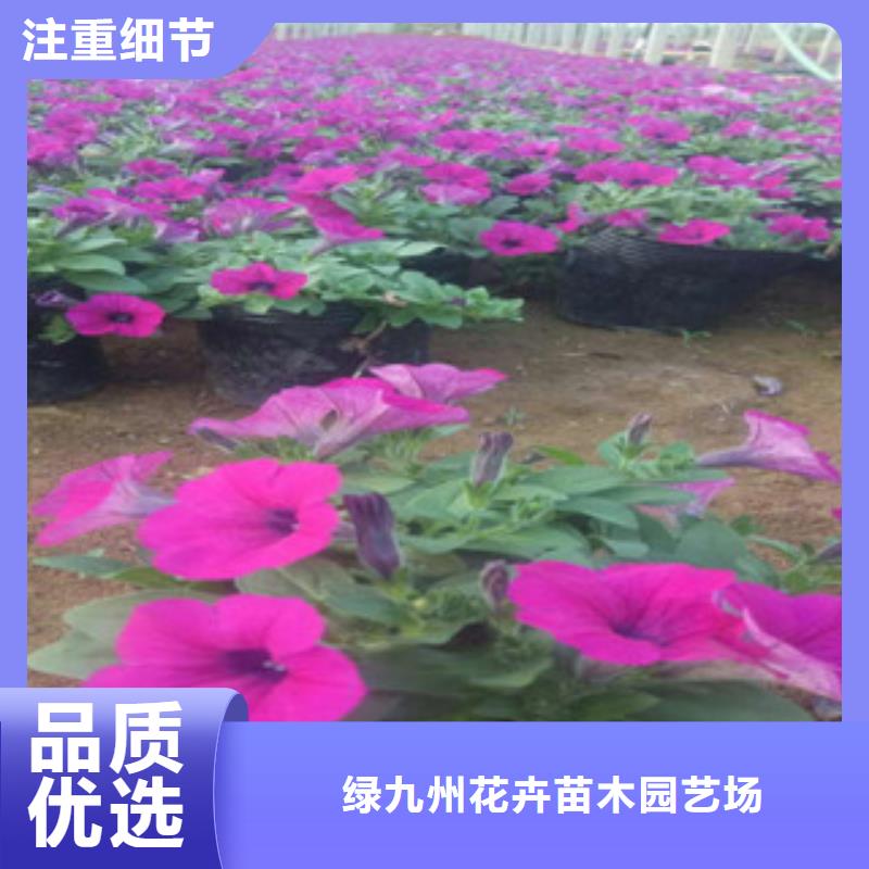 耐寒耐旱草花基地视频-耐寒耐旱草花基地|辽阳市|宏伟|文圣|营口|鞍山|锦州|阜新