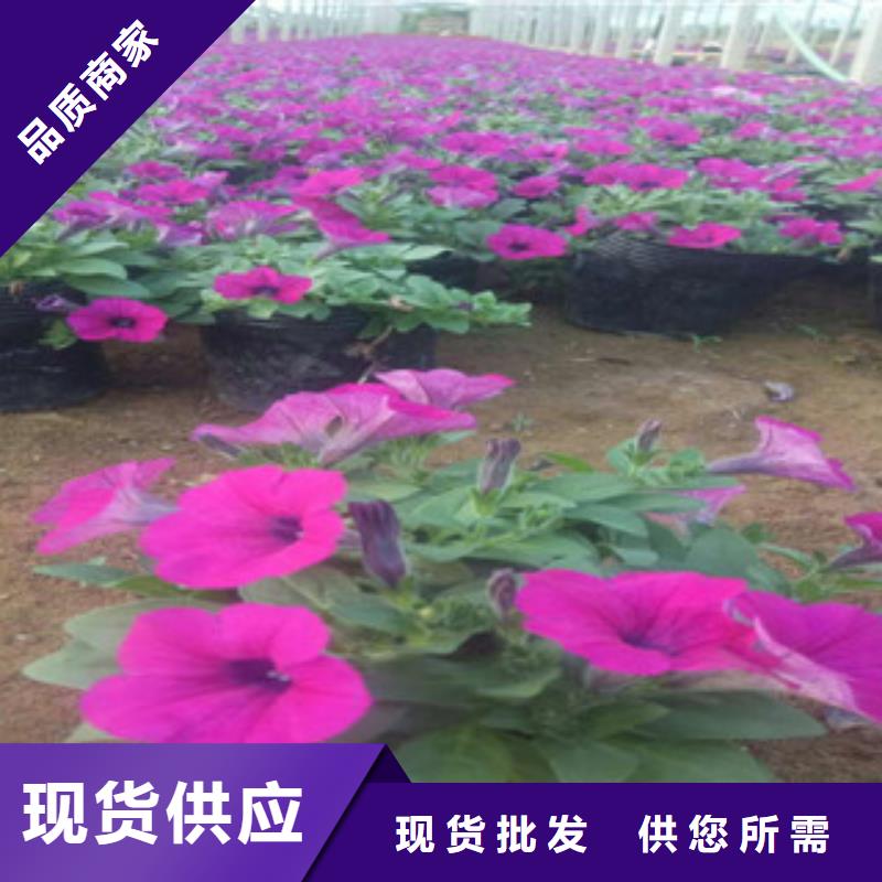 时令草花宿根花卉基地支持定制加工