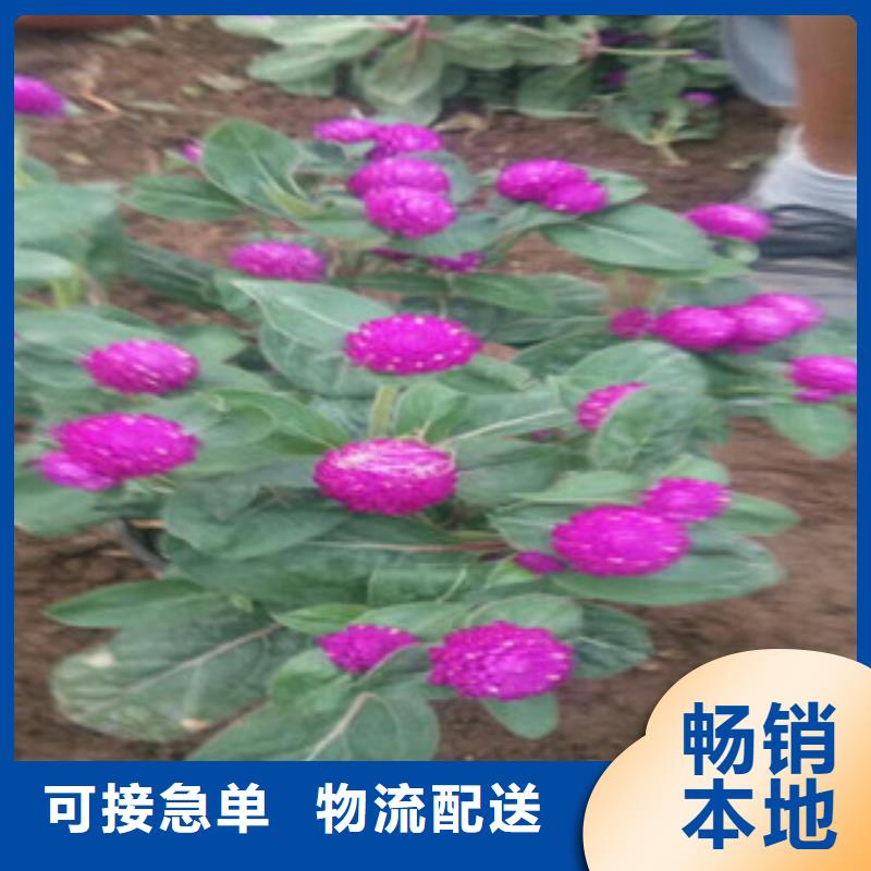 时令草花水生植物/荷花睡莲源头厂家量大价优