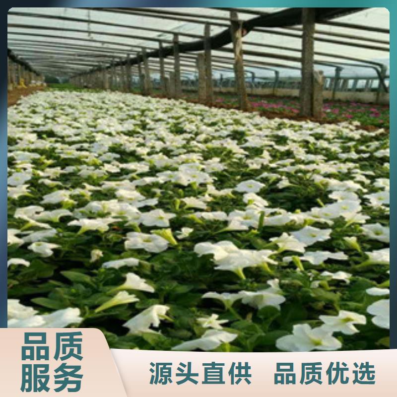 时令草花花海景观工程定制销售售后为一体