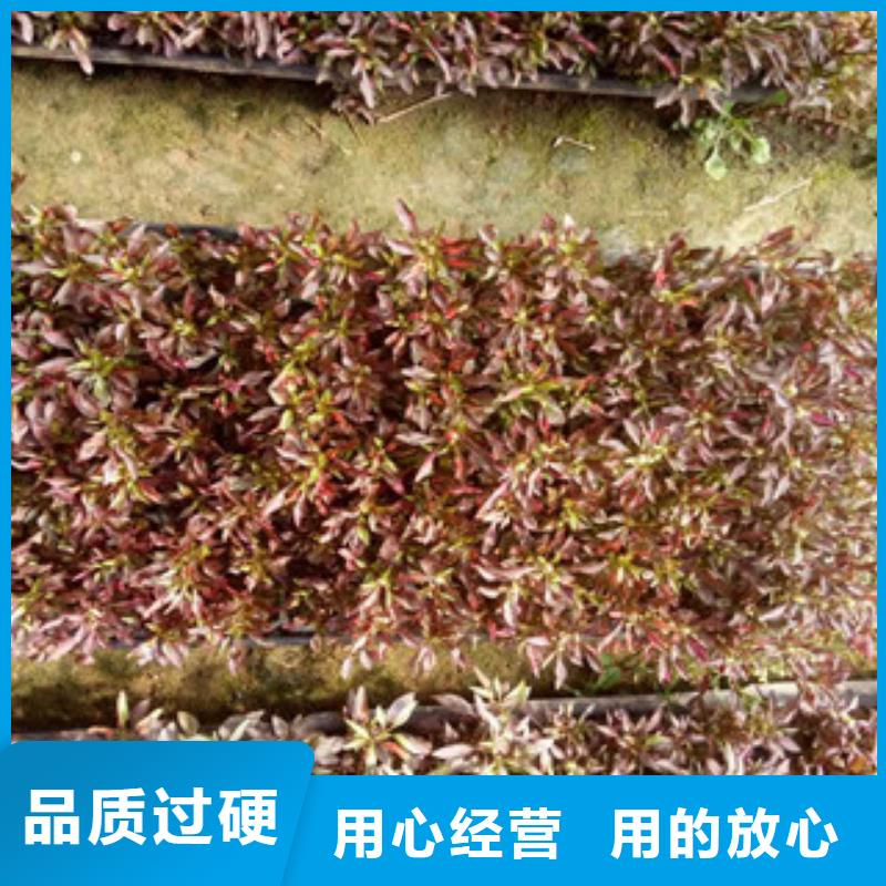 时令草花观赏草/蒲苇狼尾草质量上乘