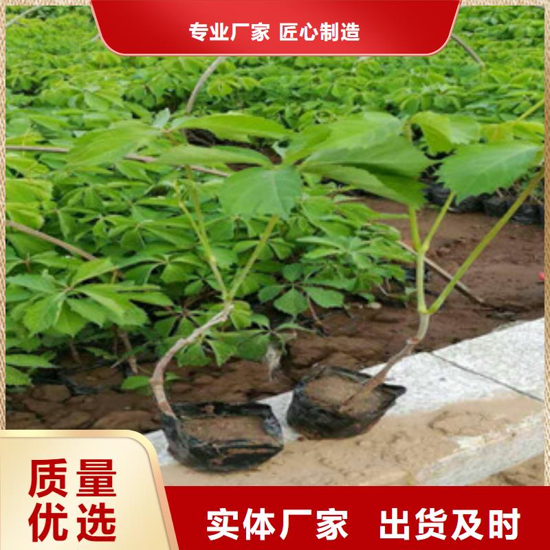 宿根花卉柳叶马鞭草/薰衣草敢与同行比服务