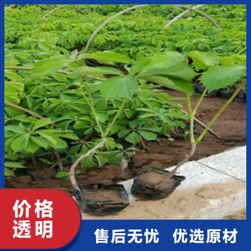 宿根花卉,时令花卉/绿化草花价格一手价格