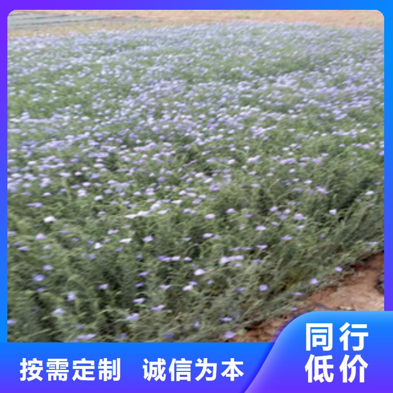 耐寒耐旱草花基地视频-耐寒耐旱草花基地(绿九州)覆盖地域安徽省淮北市相山|杜集|宣城|亳州|安庆|巢湖|合肥|淮南|六安