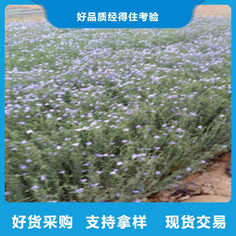宿根花卉时令花卉/绿化草花价格用心做好每一件产品