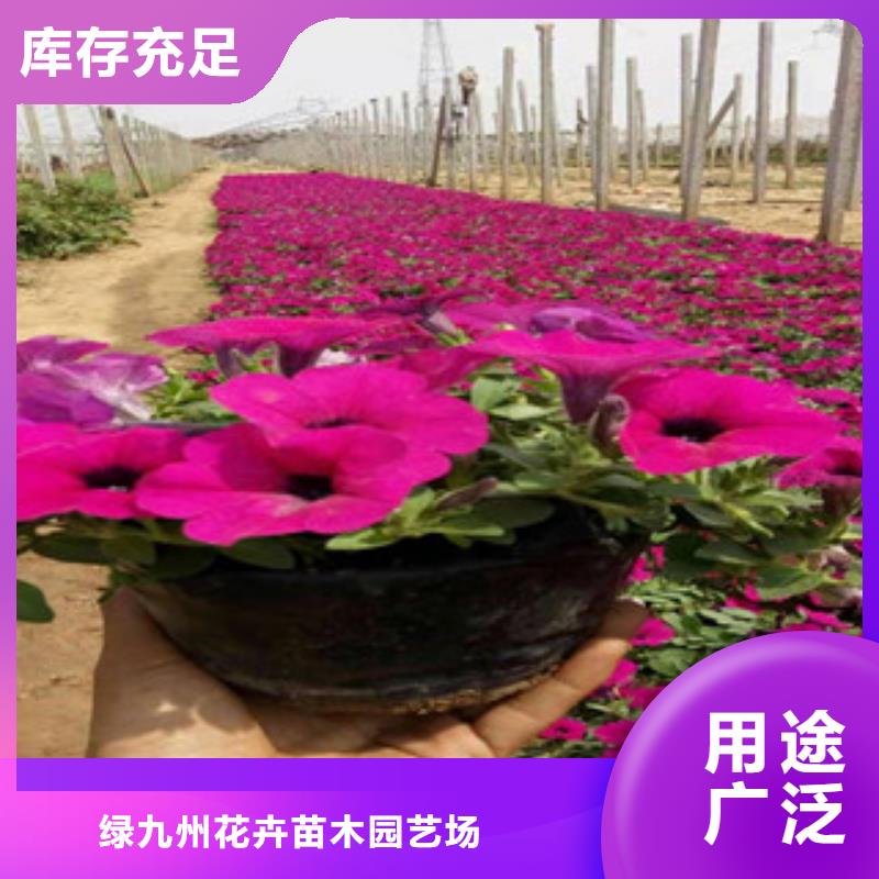 宿根花卉时令花卉/绿化草花价格用心做好每一件产品