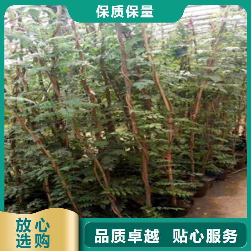 宿根花卉鲁冰花/粉黛乱子草严格把关质量放心