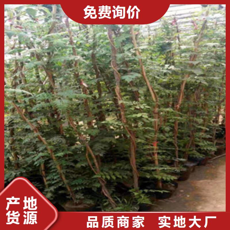 宿根花卉观赏草/蒲苇狼尾草严格把控质量