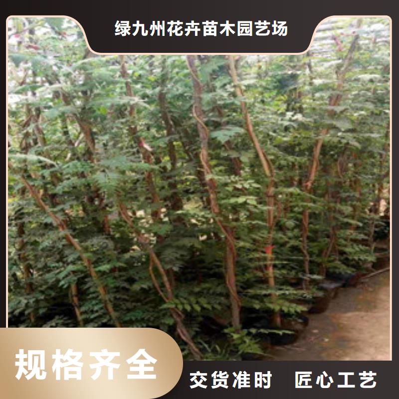 耐寒耐旱草花基地视频-耐寒耐旱草花基地(绿九州)覆盖地域安徽省淮北市相山|杜集|宣城|亳州|安庆|巢湖|合肥|淮南|六安