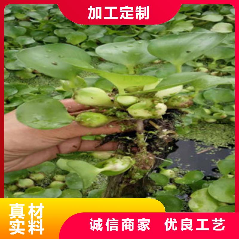 宿根花卉水生植物/荷花睡莲多年经验值得信赖