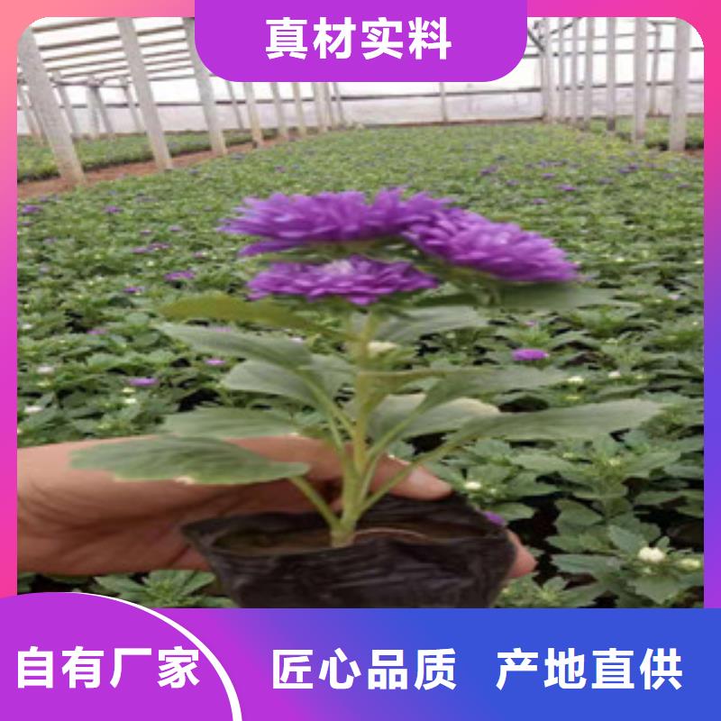 宿根花卉水生植物/荷花睡莲多年经验值得信赖