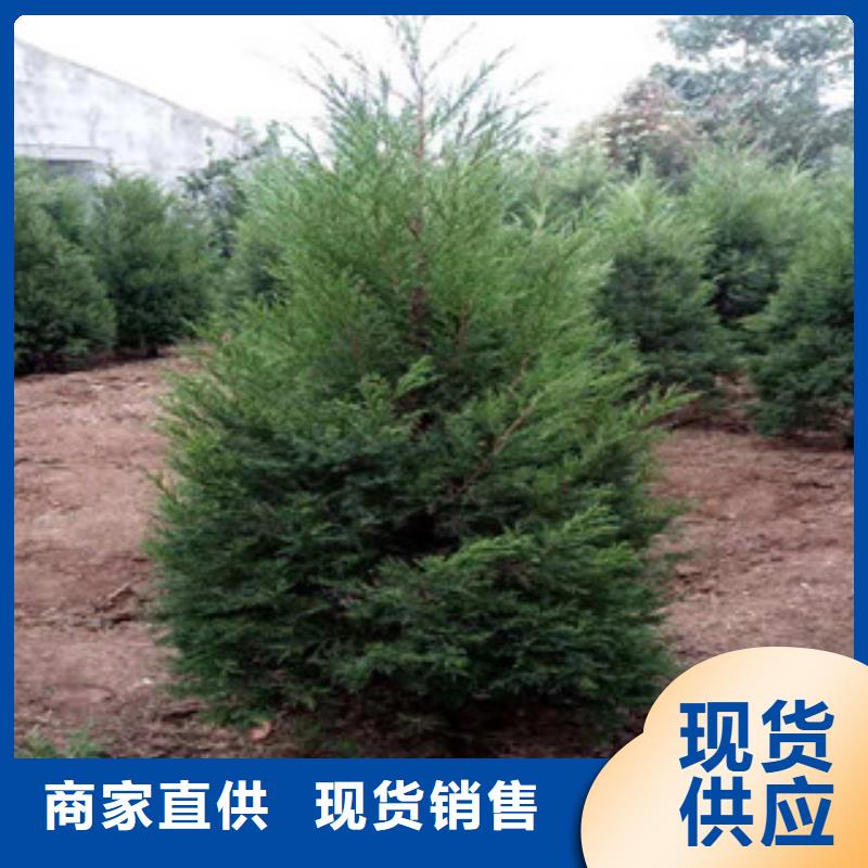 宿根花卉柳叶马鞭草/薰衣草工期短发货快
