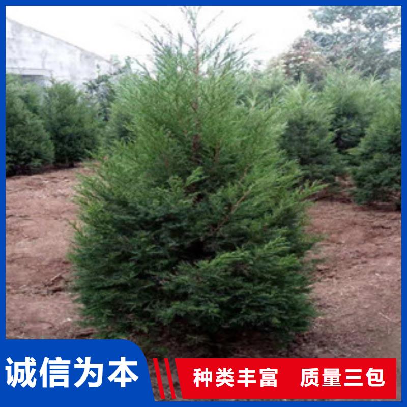 宿根花卉-鲁冰花/粉黛乱子草敢与同行比价格