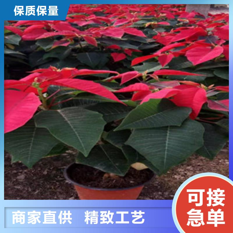 【宿根花卉】,水生植物/荷花睡莲厂家拥有先进的设备