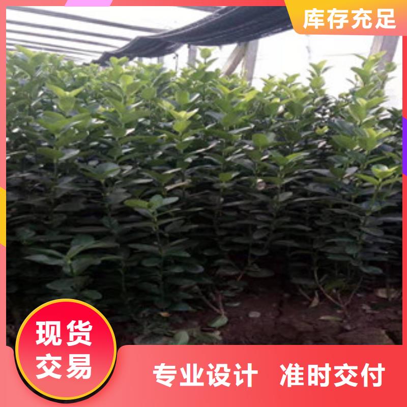 【宿根花卉】观赏草/蒲苇狼尾草用好材做好产品