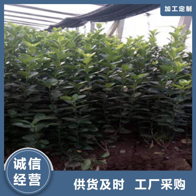 宿根花卉时令花卉/绿化草花价格用心做好每一件产品