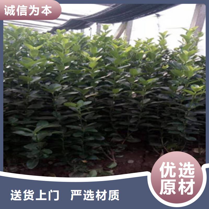 宿根花卉柳叶马鞭草/薰衣草工期短发货快