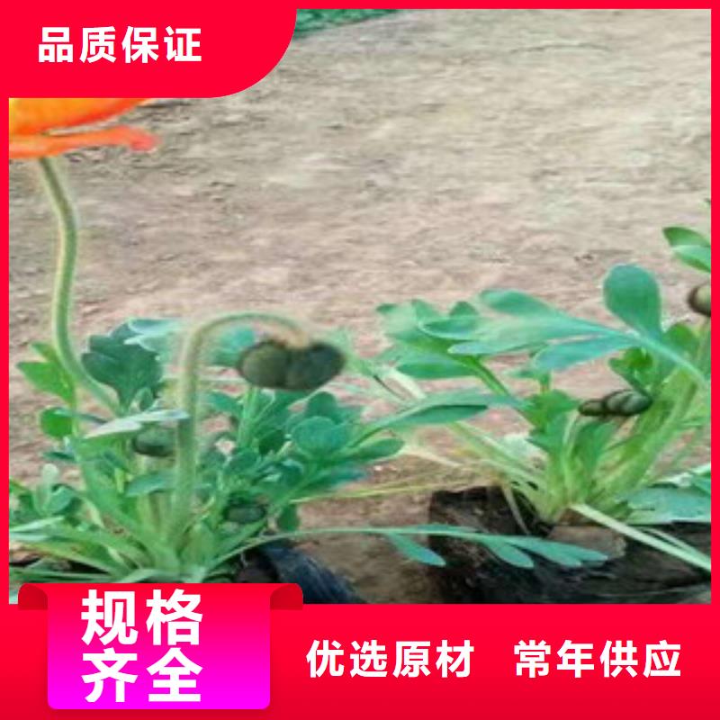 宿根花卉鲁冰花/粉黛乱子草严格把关质量放心