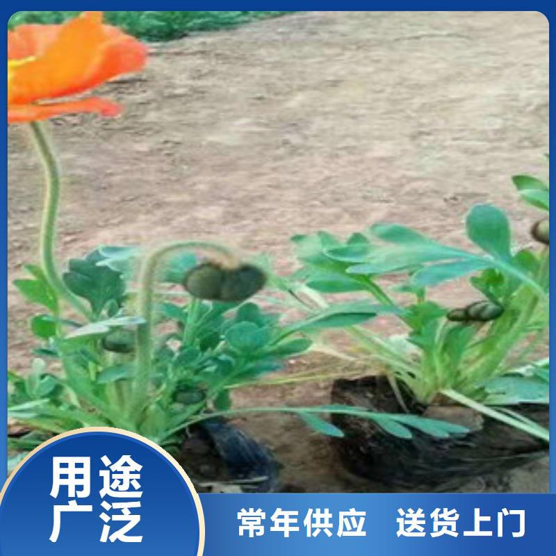 宿根花卉耐寒耐旱草花基地每一处都是匠心制作