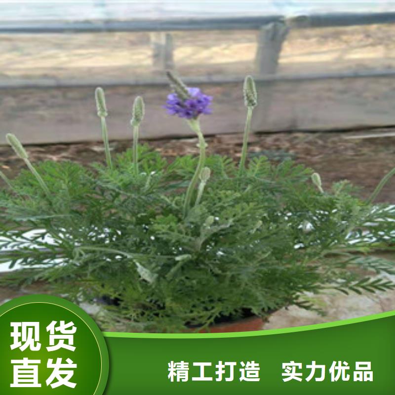 宿根花卉_时令花卉/绿化草花价格随心所欲定制