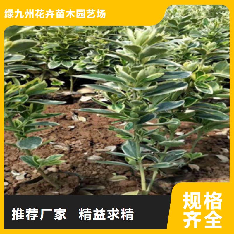 宿根花卉柳叶马鞭草/薰衣草物流配送