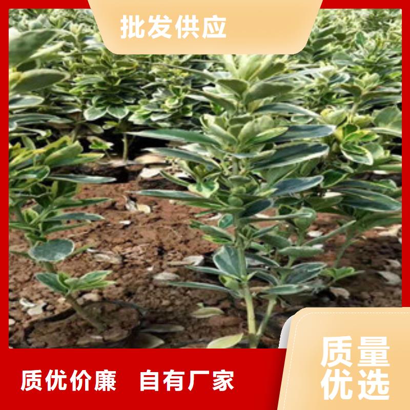 宿根花卉观赏草/蒲苇狼尾草严格把控质量